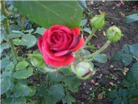 f6962fb8-Picture 015.jpg
